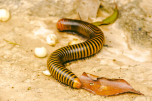 millipede walking on the ground